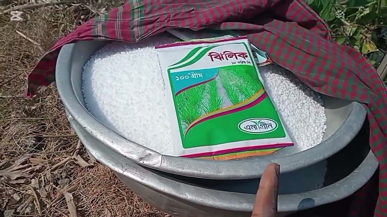আজকে মধ্য বিলের প্রথম রোপন করা জমিতে রিফিট প্রয়োগ করলাম। আর কিছু জমি রোপন করলাম।