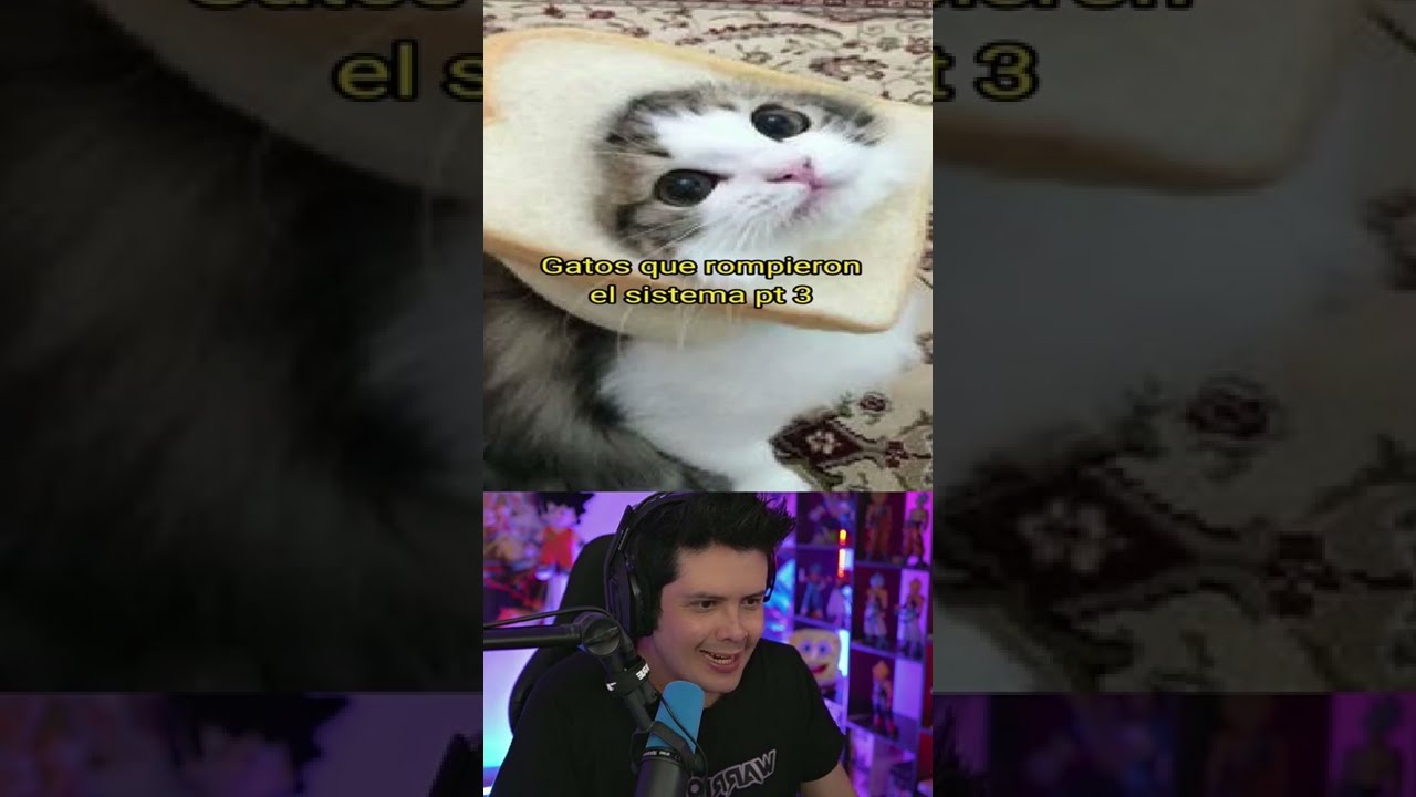 Gatos que rompieron el sistema