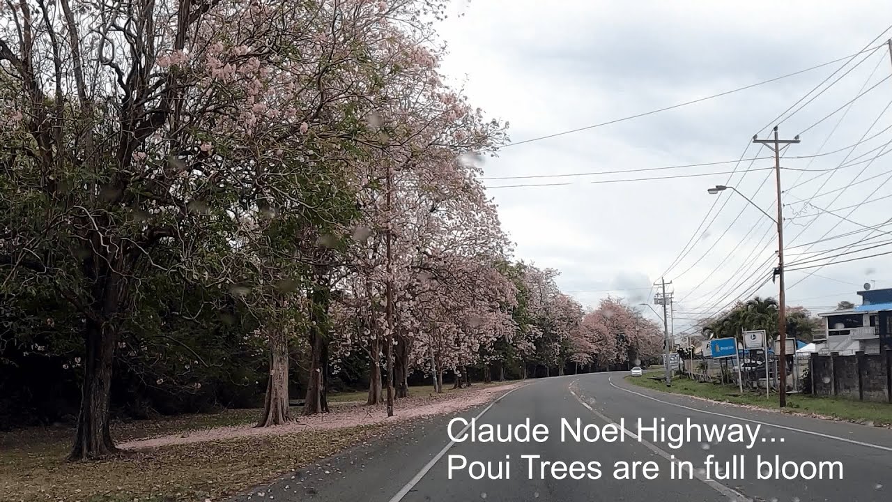 Tobago | Highway Driving | Pink Poui Trees | Flowers | Lowlands | Lower Scarborough | Drizzle
