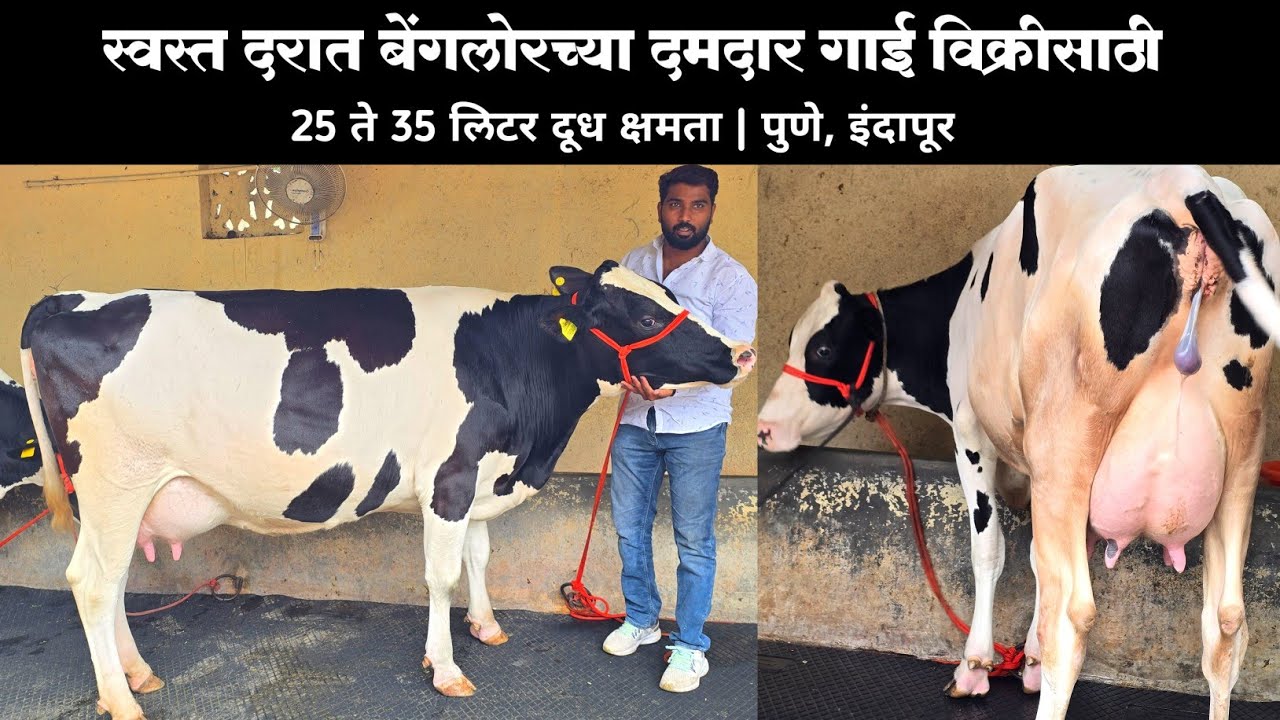 स्वस्त दरात बेंगलोरच्या दमदार गाई विक्रीसाठी! 25 ते 35 लिटर दूध क्षमता | पुणे, इंदापूर | Dairy Farm 