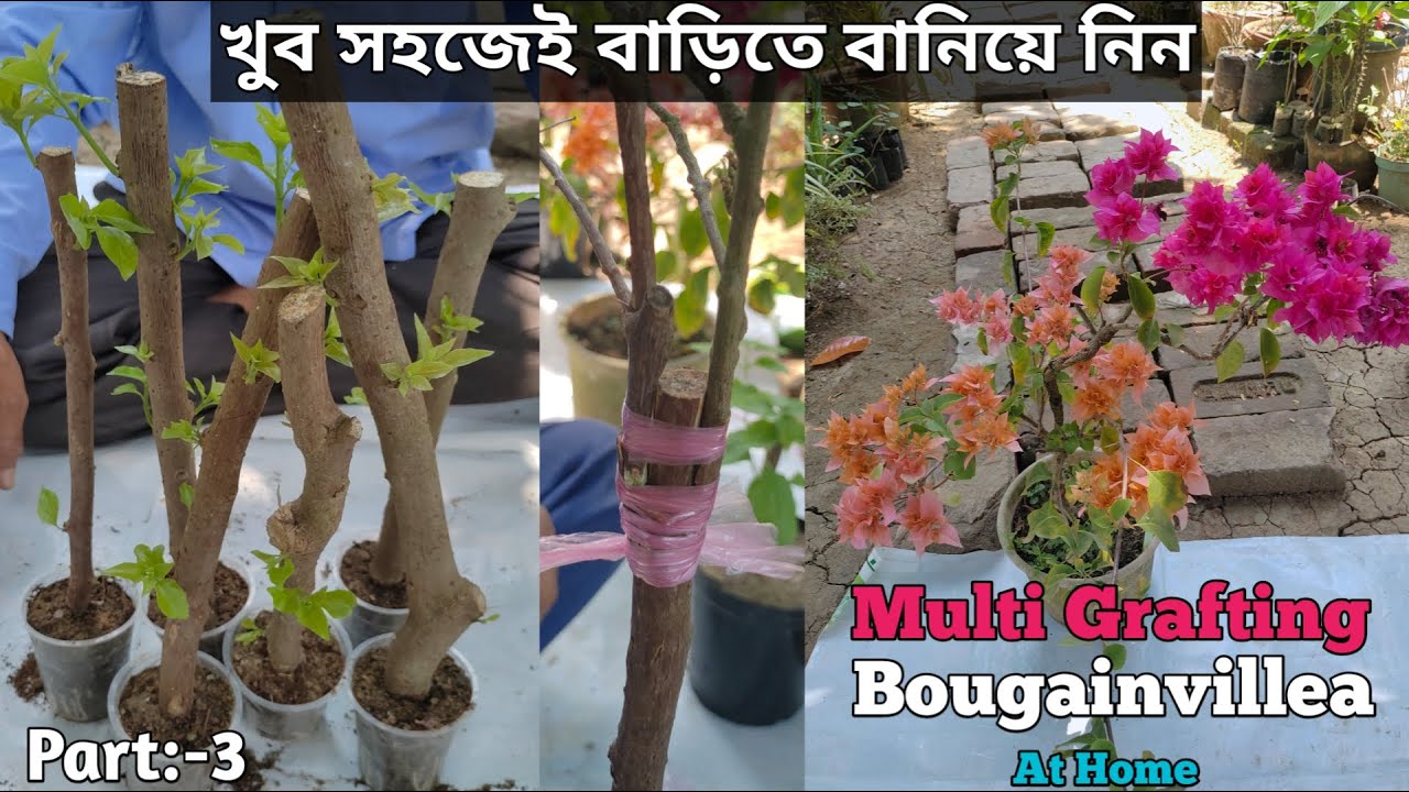 Make Multi grafting Bougainvillea Plants At Home Very Easily ||Multi Grafting Bougainvillea Plant ||