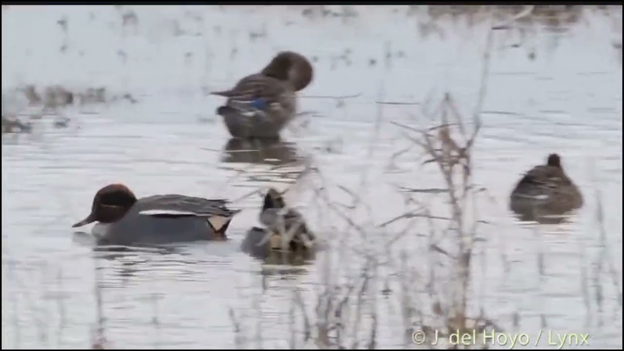 All Teal sounds best Teall Call amazing Teall birds Teal all duck