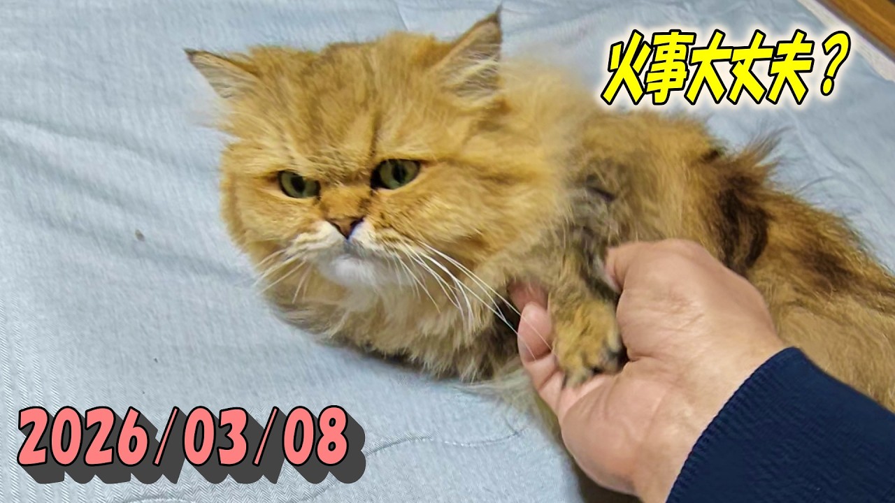 消防車の音に驚き何度も鳴いて大人しくなってしまうひとみ　Persian cat Hitomi's relaxing days　2026/03/08
