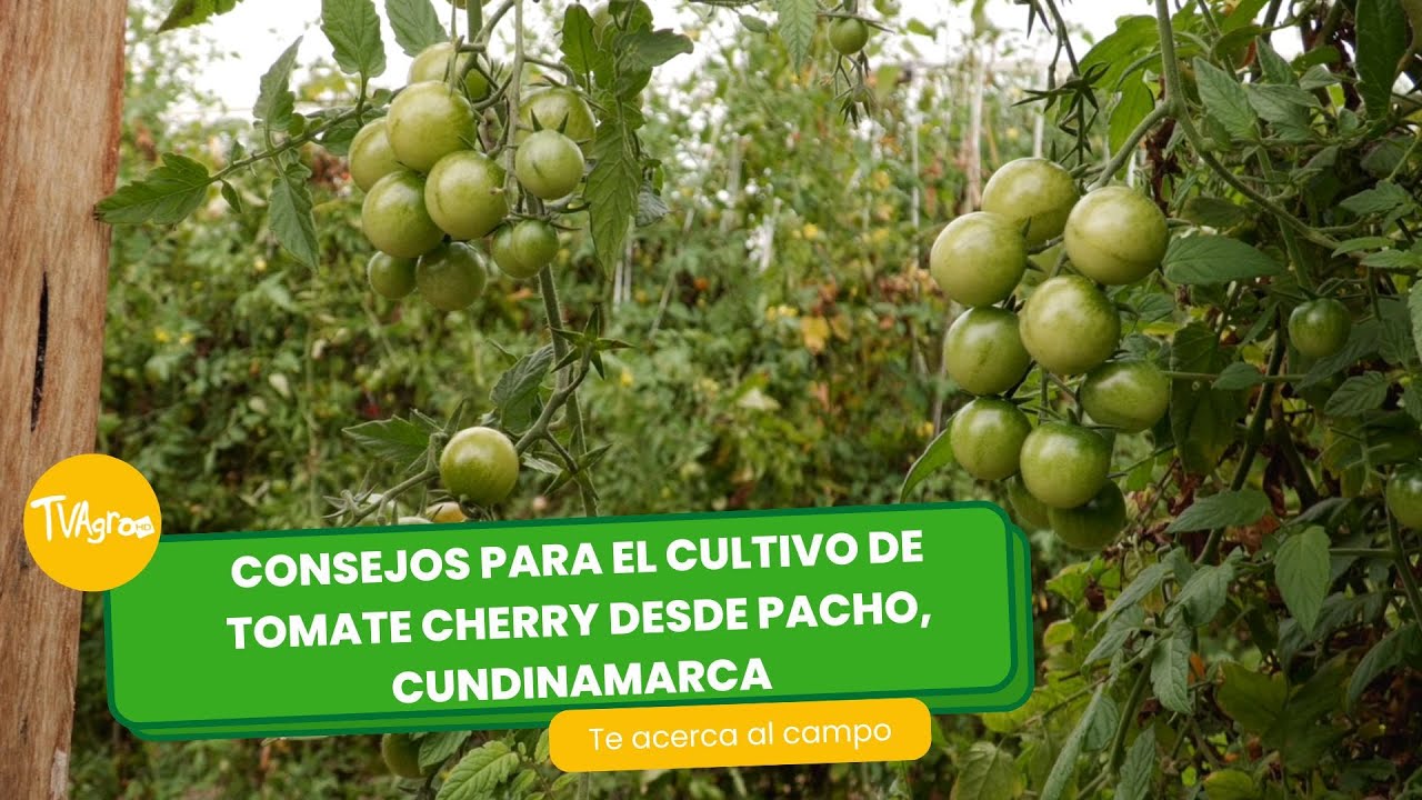 Consejos para el cultivo de tomate cherry desde Cundinamarca- TvAgro por Juan Gonzalo Angel Restrepo