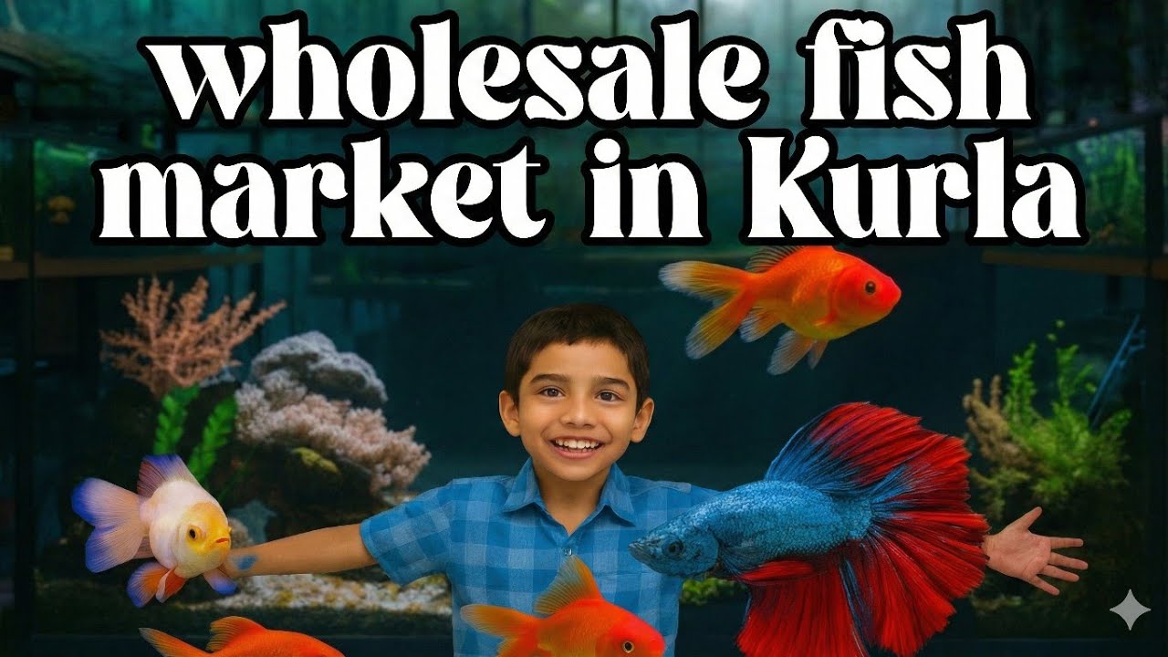 Kurla Wholesale Fish Market Tour | Cheapest Aquarium Fish Prices in Mumbai