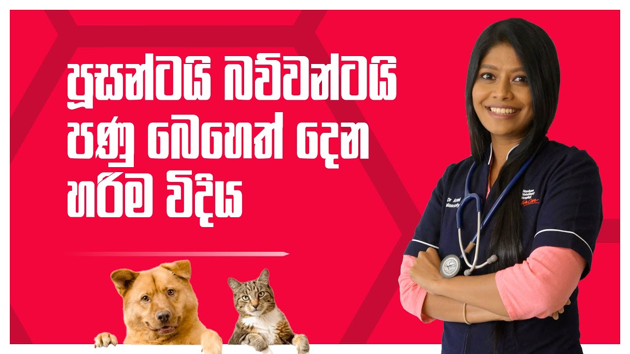 පූසන්ටයි බව්වන්ටයි පණු බෙහෙත් දෙන හරිම විදිය | Pet Talk