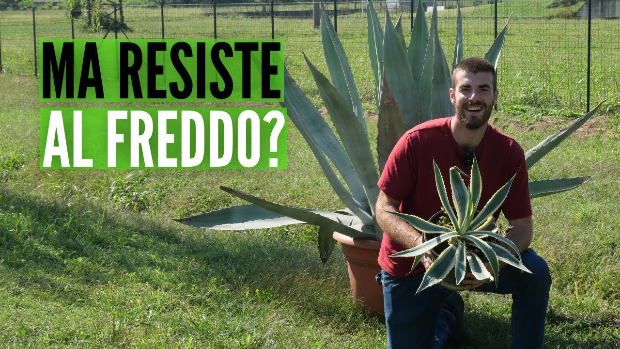AGAVE, come coltivarla in TUTTA Italia