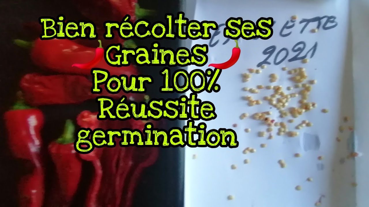 #comment *avoir 100% de  #germination de nos  #graines🌶️ #piments 🌶️espelette 🌶️Caroliner habanero..