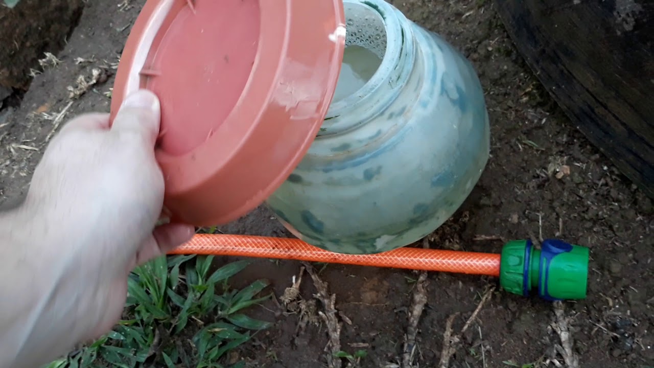 Tratamento de pintinhos  GLZ com Chemitril.