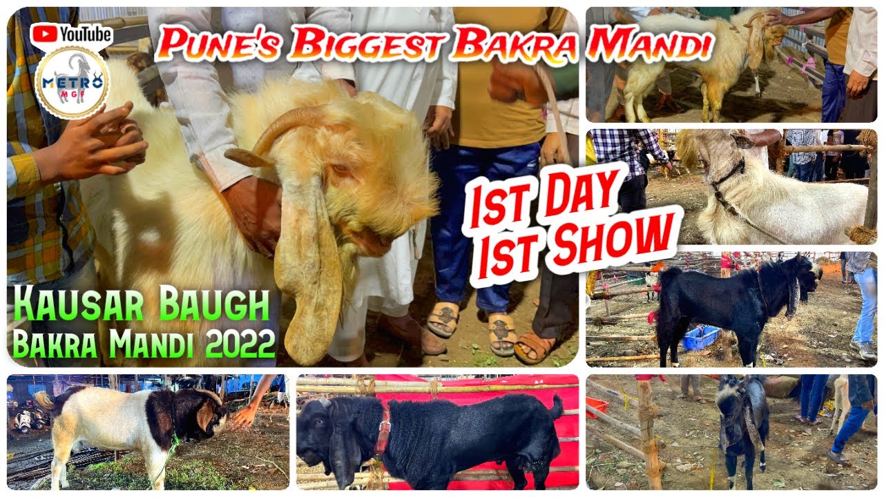 Pune's Biggest Bakra Mandi | First Day First Show only on Metro MGF Kausar Baugh Bakra Mandi 2022