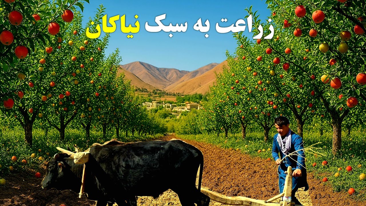 زراعت به شیوه‌ای  سنتی  در ولسوالی یکه‌ولنگ بامیان.