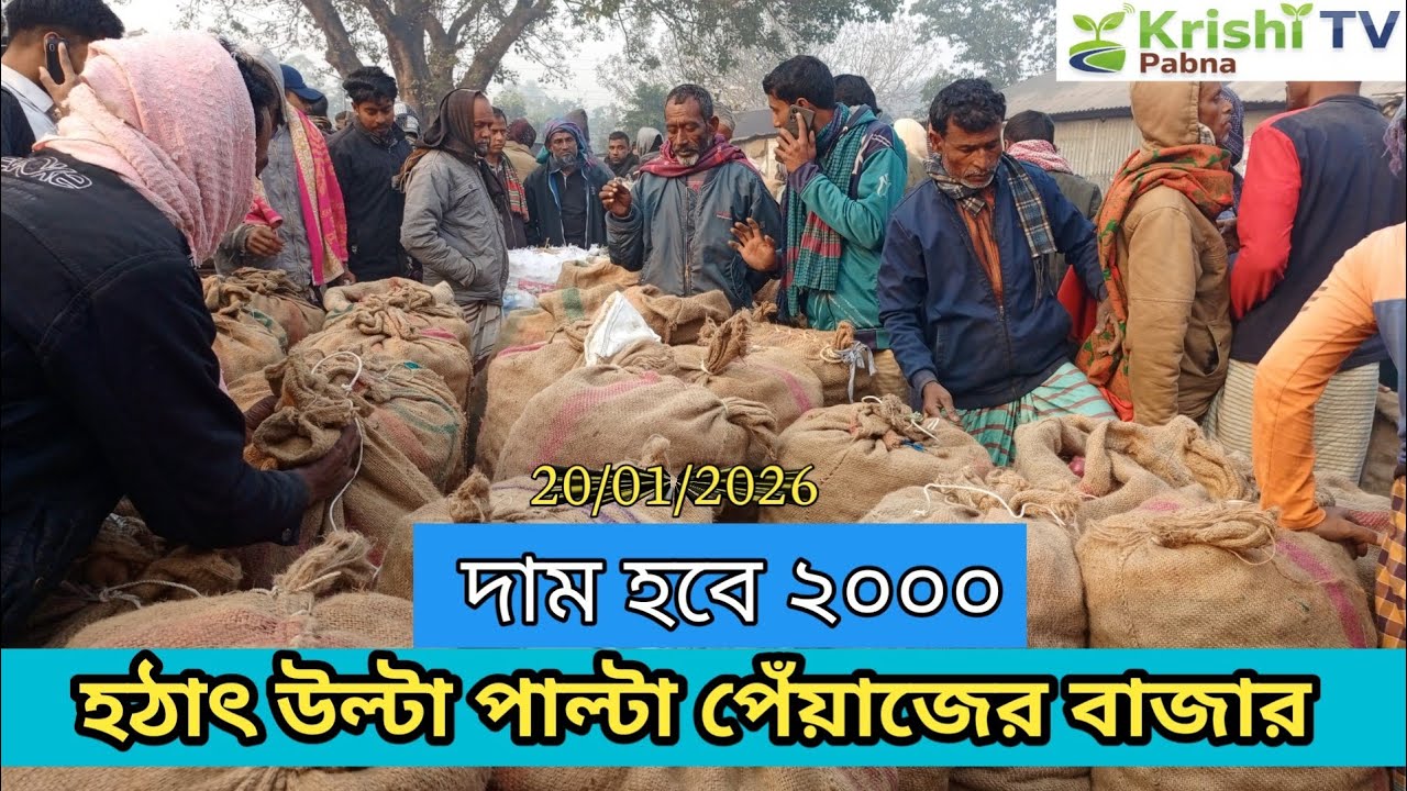 আরো এক ধাপ বাড়তি দেশি পেঁয়াজের পাইকারি বাজার / ২০/০১/২৬/ রোজ মঙ্গলবার / দাম বেশি কৃষকের মুখে হাসি 