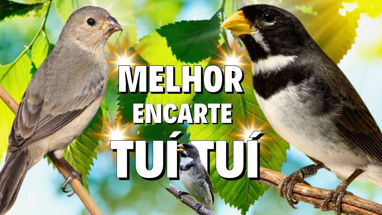 🔴MELHOR CANTO DE COLEIRO TUI TUI PARA ENCARTE 🔴🔴ÁUDIO COM FÊMEA LOUCO CHAMANDO🔴TURBINE SEU PARDO🔴