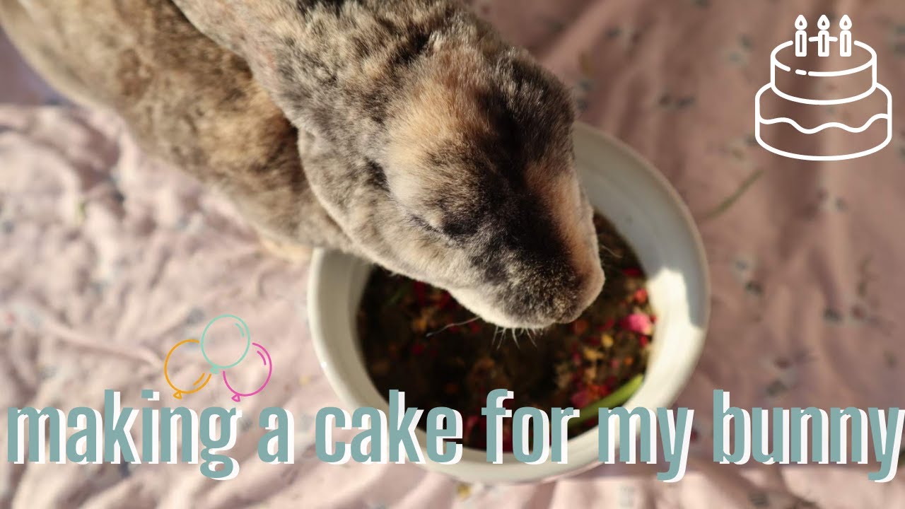 How To Make Birthday Cake For Your Bunny!