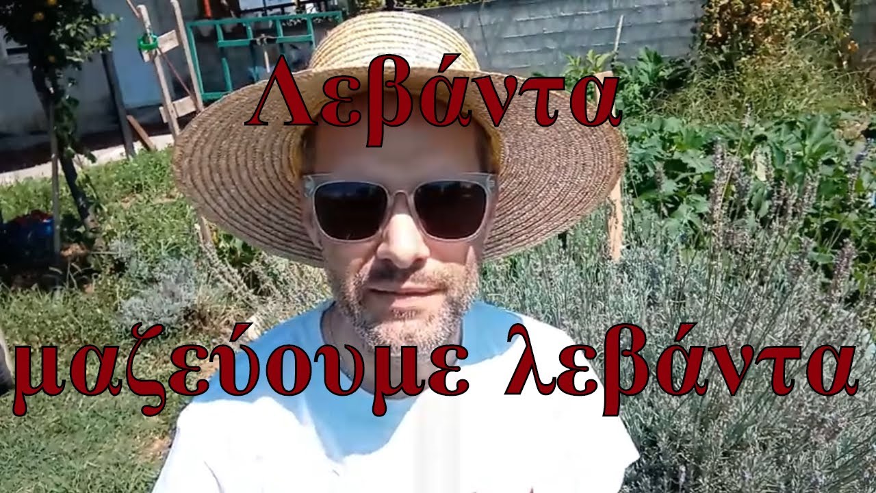 Λεβάντα, μαζεύουμε λεβάντα