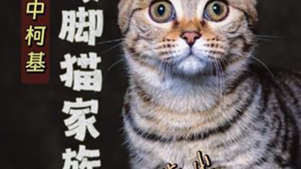 猫界柯基！一条视频搞懂：自带“五折优惠腿”的矮脚猫家族！ 解密猫界小短腿，大自然的Bug？还是人类的“科技狠活”？#矮脚猫 #小短腿的快乐 #矮脚猫曼基康 #米努特矮脚猫 #宠物知识