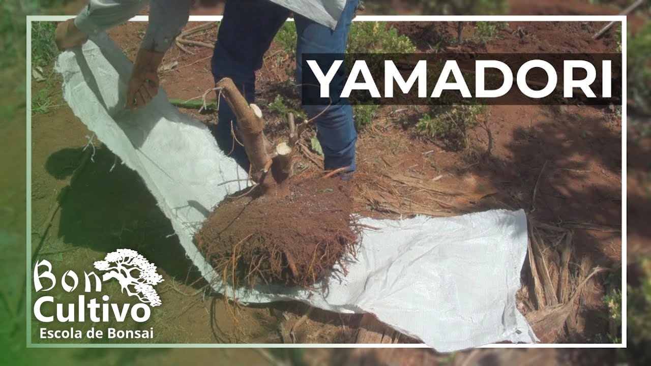 PROCEDIMENTO YAMADORI! - Boncultivo Bonsai