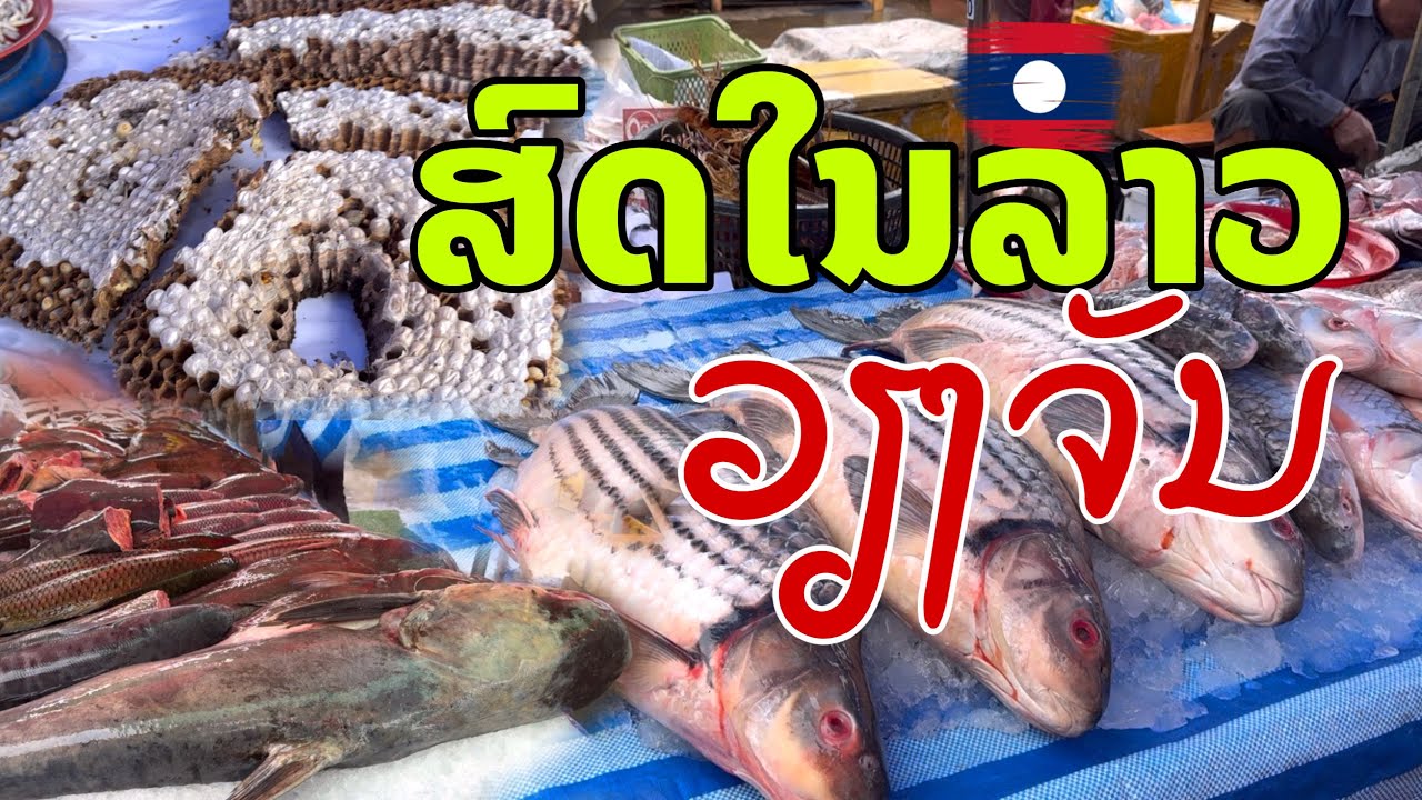 ຕະຫຼາດສົດໃນວຽງຈັນ ตลาดของสด สปป.ลาว Fresh market in Laos