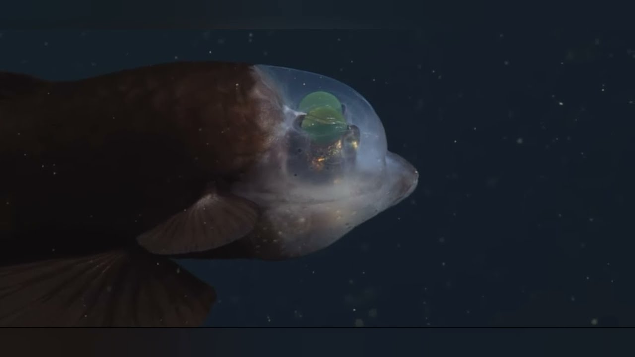 Transparent Head of the Extremely Rare Fish