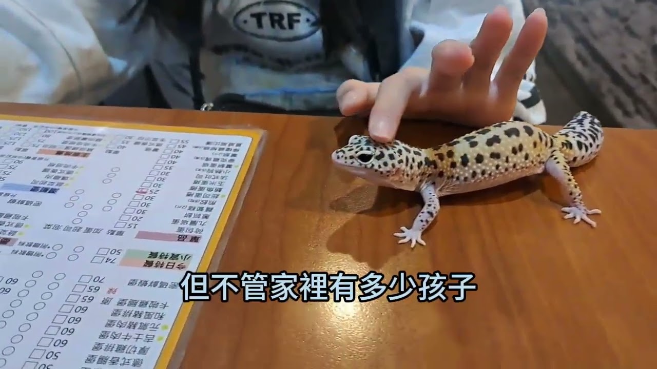 開啓我們家守宮大家庭的【關鍵角色】！｜每天都在被牠融化！我家守宮到底有多可愛？！ #家有宮主們 #守宮餵食秀 #守宮陪伴 #療癒日常 #CutePet  #CuteGecko