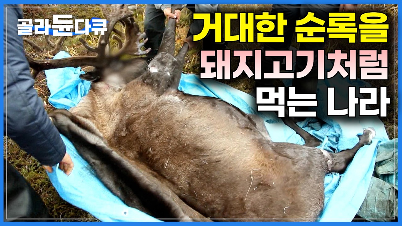 순록 한 마리 잡으면 버리는게 하나도 없다｜한국인이 돼지고기를 먹듯, 살부터 내장까지 깔끔하게 먹어치우는 러시아 순록 고기｜세계테마기행｜#골라듄다큐