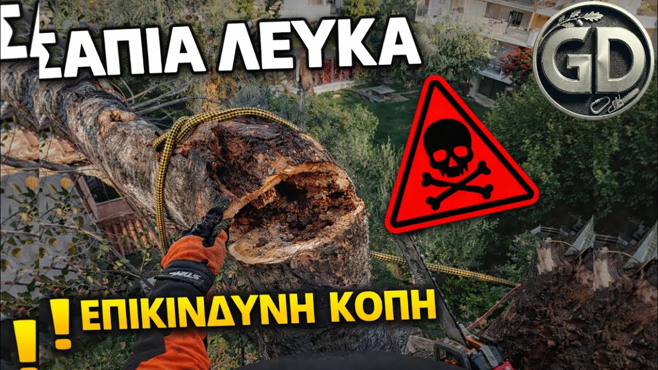 🔥🌳Όταν η λεύκα σαπίζει, δεν συγχωρεί λάθη | When a poplar rots, it forgives no mistakes
