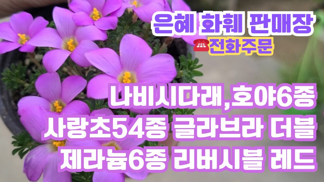 은혜화훼판매장 🌳4k영상 ☎전화주문010 2651 4421#제라늄6종,리버시블 레드,써니딜라이트,애니버셜골드#나비시다래#사랑초54종글라브라 더블,어텀핑크,글라블라로즈,폼폼사랑초🌳
