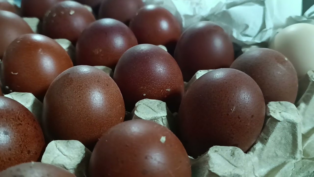 Новые Мараны !