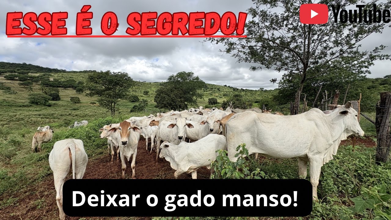 O que fazer pra deixar o gado manso! 