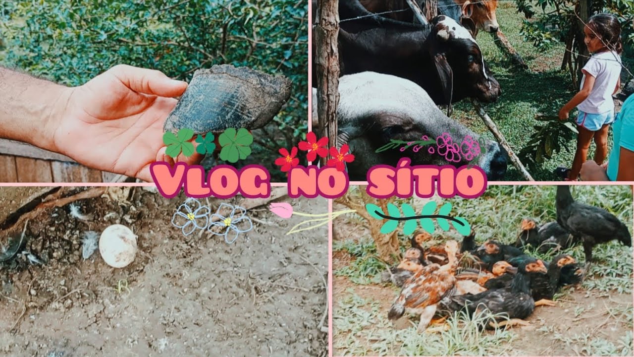 Vlog super legal no sítio 🥰