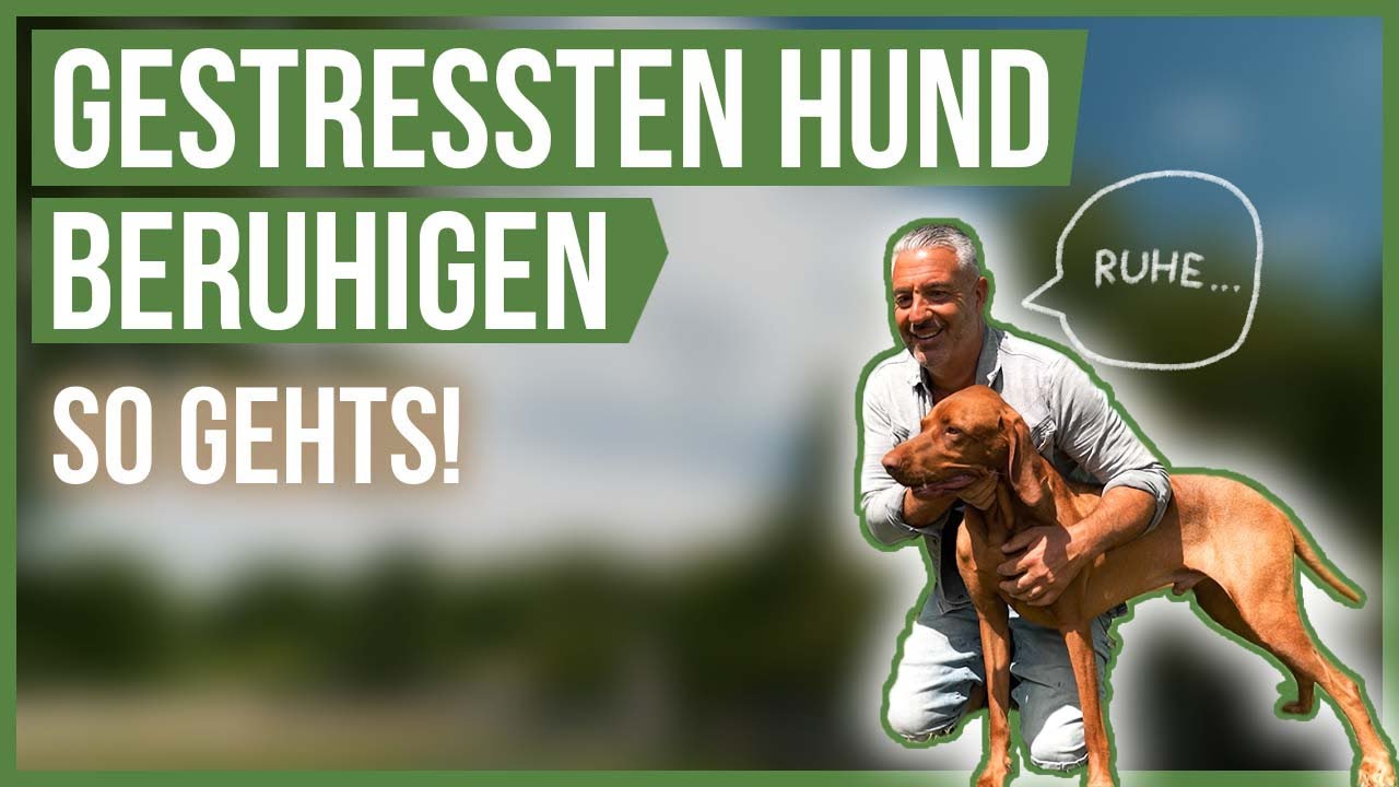 SO beruhigst DU deinen gestressten und aufgedrehten Hund! 🤗