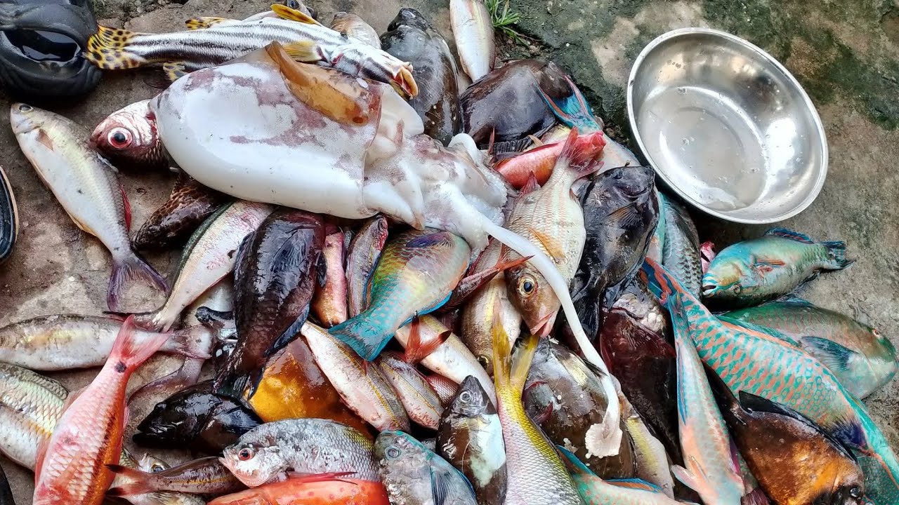 Ikan campur campur