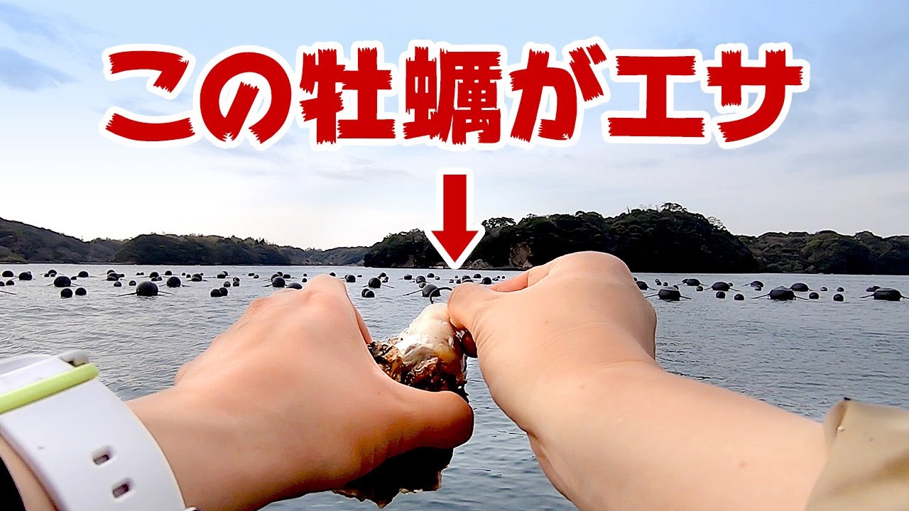 牡蠣をエサにしてモンスターを狙え！（有岡渡船）