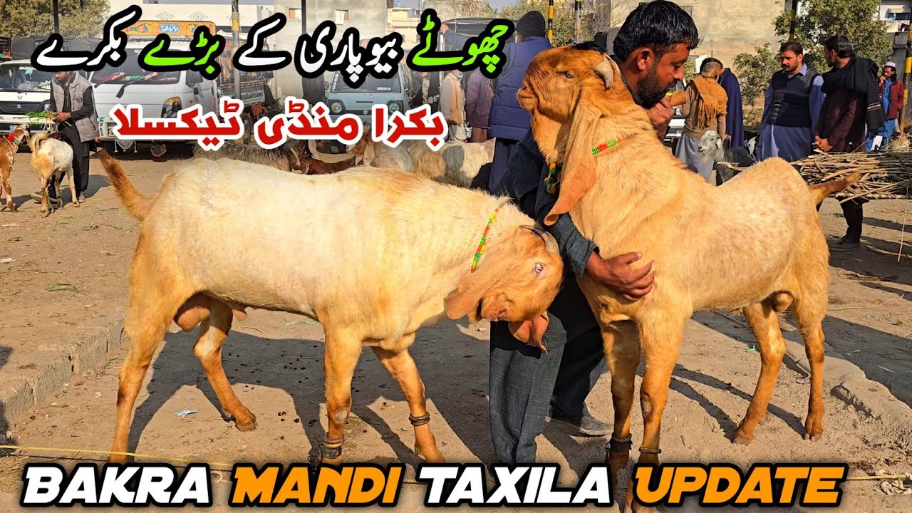 Today Bakra Mandi Taxila Friday Latest Update 12 December 2025