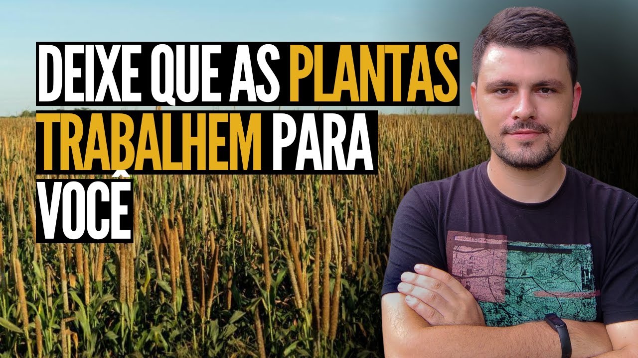 Plantas que trabalham para recuperar solos
