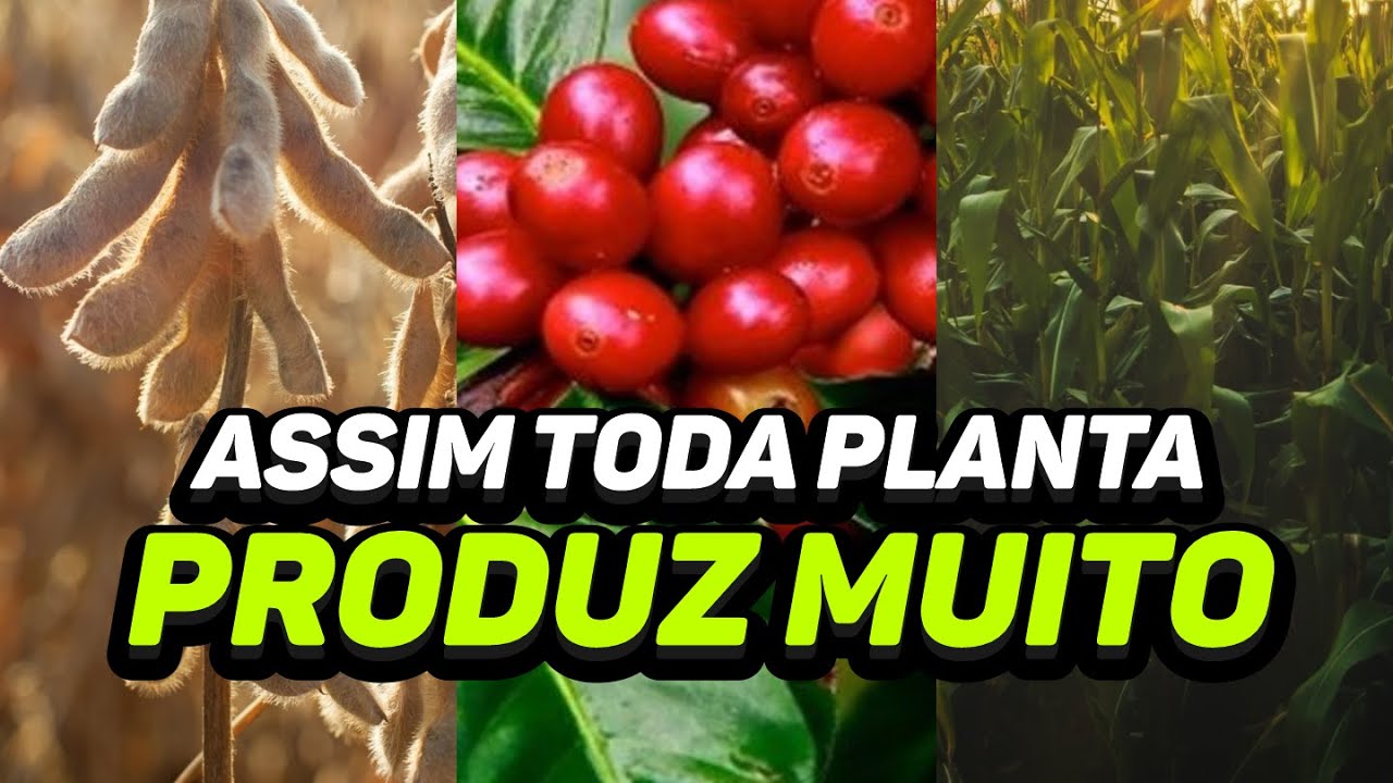 Como fazer sua planta produzir muito