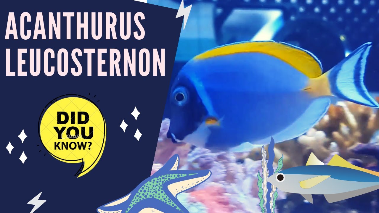 Acanthurus leucosternon 🐠 powder blue tang facts 🐟 powder-blue surgeonfish 🐠