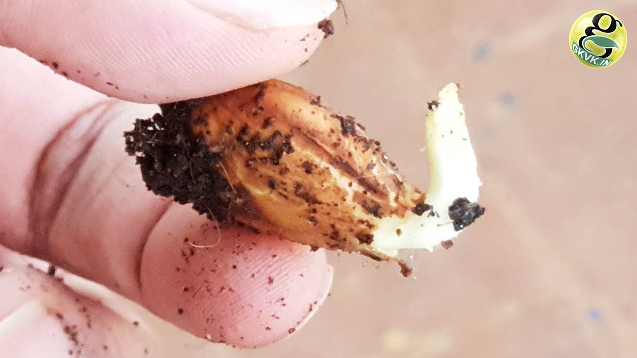 GROW ALMOND TREE FROM ALMOND - EASIEST METHOD | BADAM SEED GERMINATION