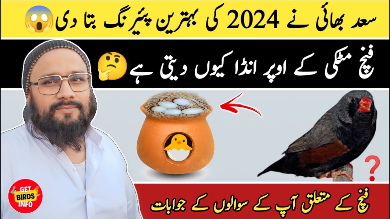 Why Does A Finch Lay An Egg On Top Of A Breeding Box | Finch Future Pairing 2024 | Lalukhet Birds 😱