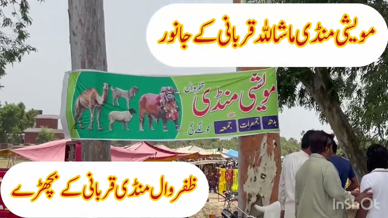 Adil chohan channel ماشاللہ قربانی کے بچھڑے 🐄🐄🐄🐃🐃🐃