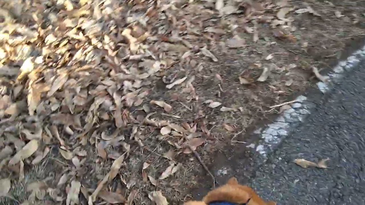 柴犬さん今日のお散歩