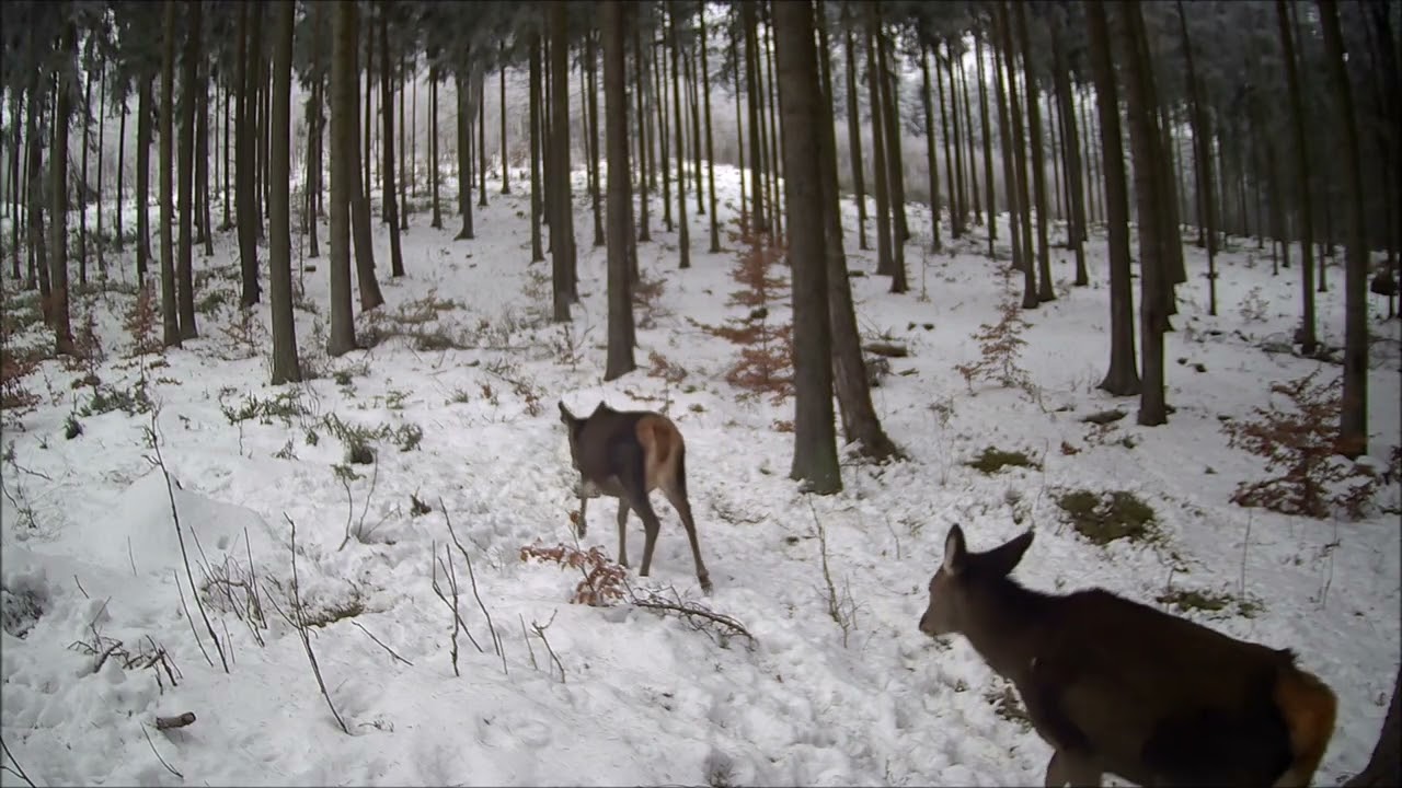 Fotopast Krušné hory - Leden 2026 7