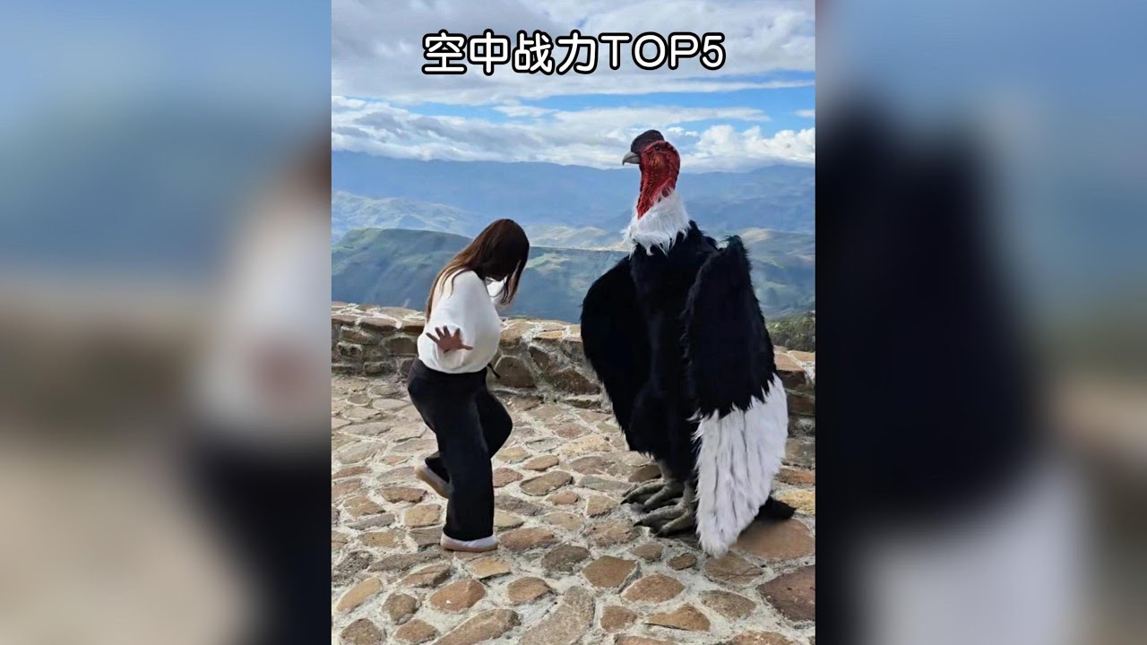空中戰力天花板的前五種猛禽！ #動物世界 #神奇動物在抖音