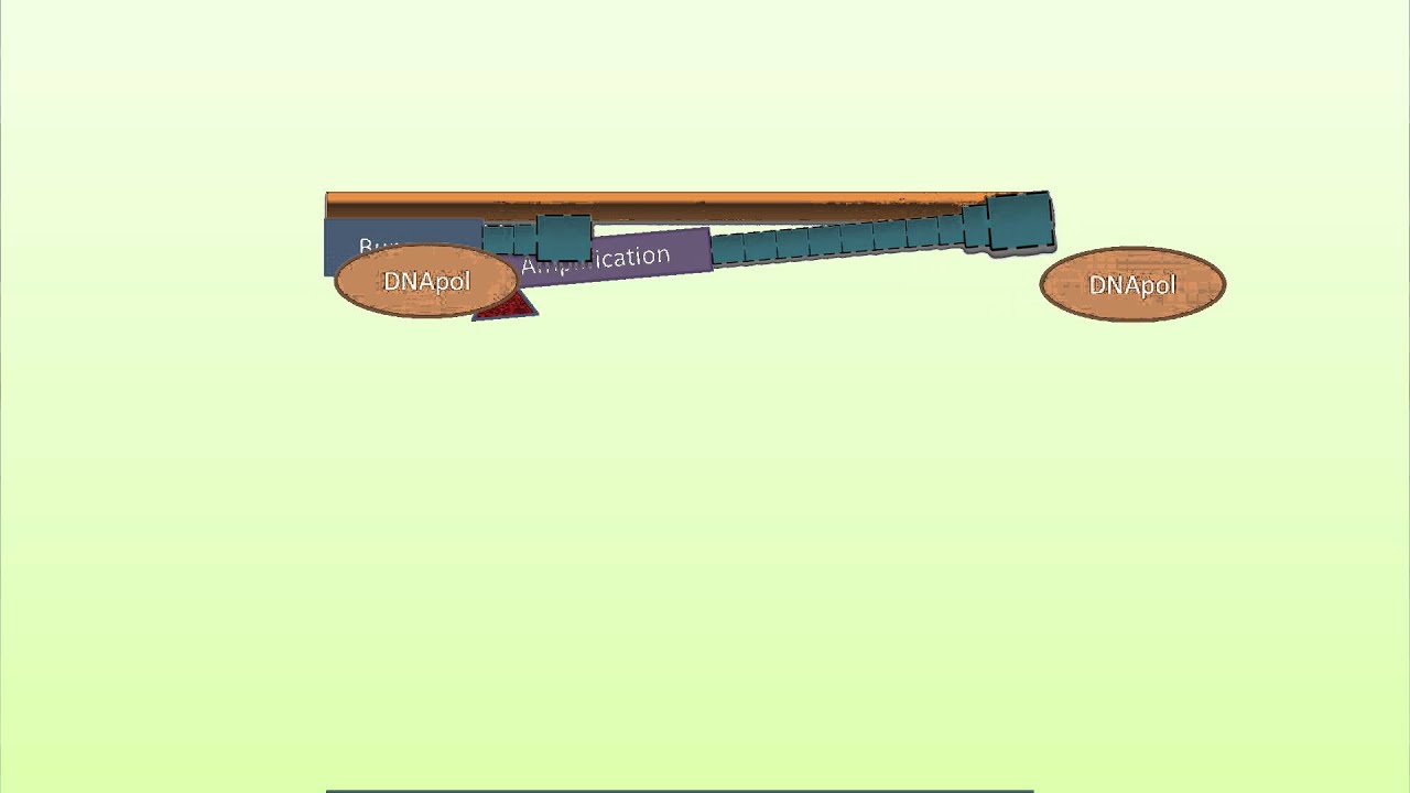 Strand Displacement Amplification