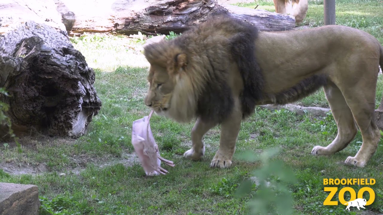 World Lion Day