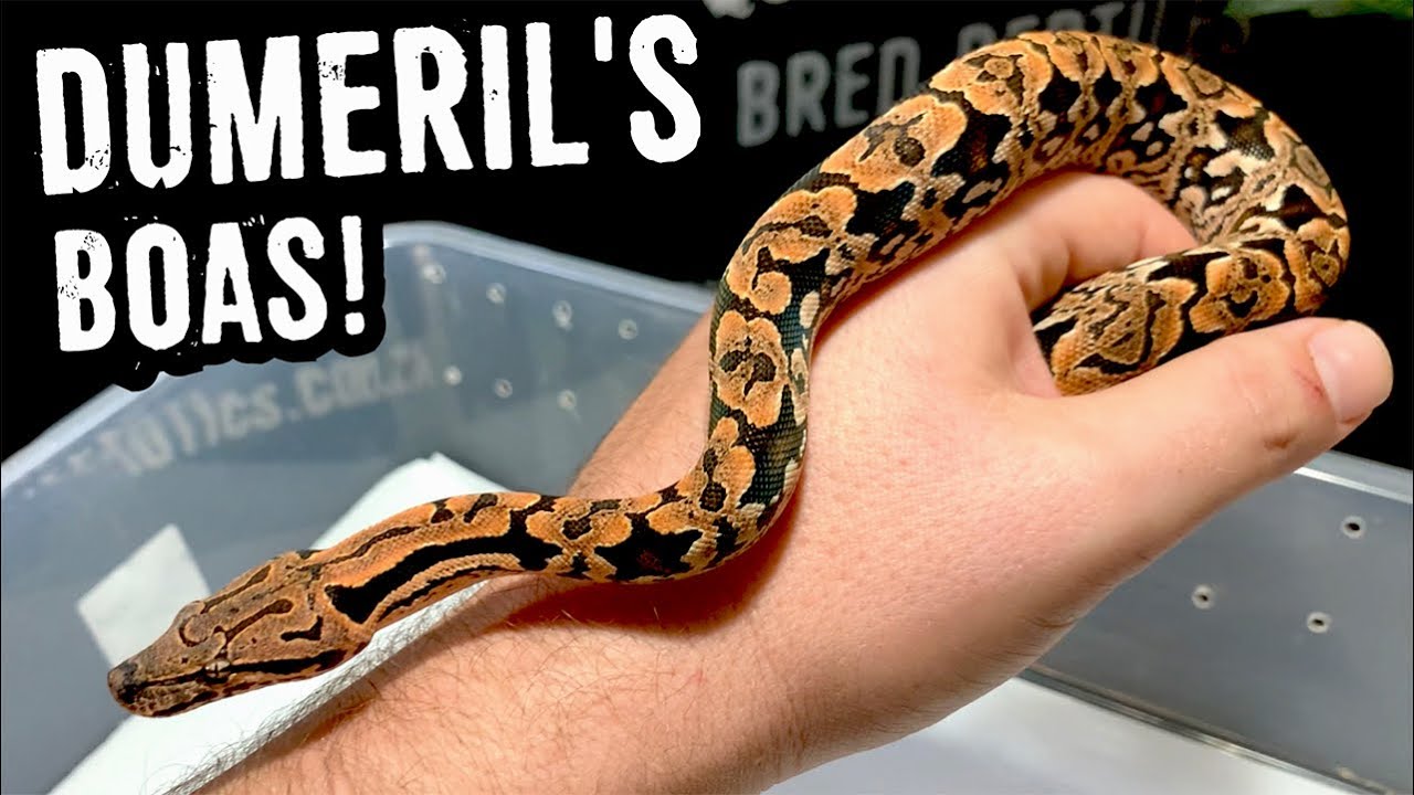 DUMERIL’S BOAS! Care and new babies!