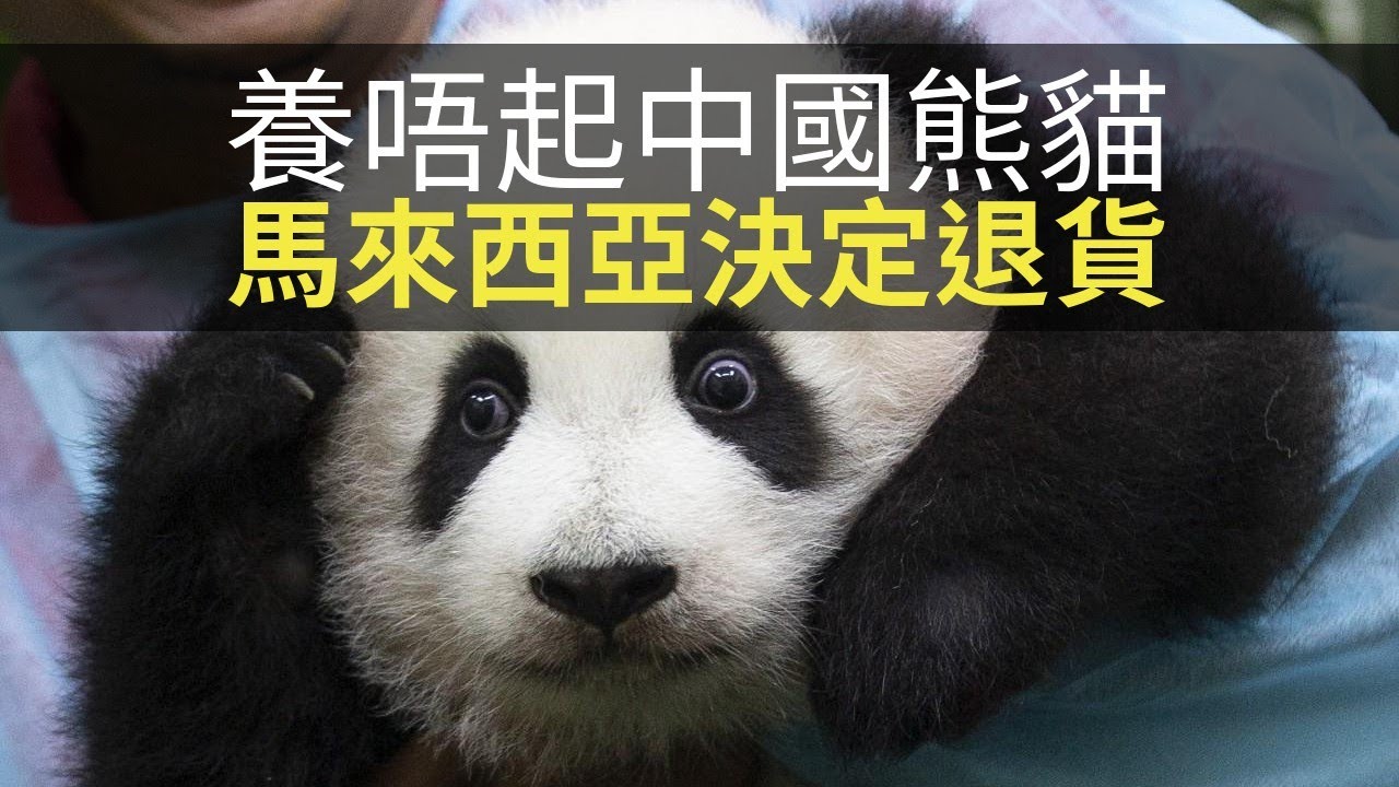 思浩話你知馬來西亞公開承認養唔起中國送嘅熊貓，決定送翻俾中國！(大家真風騷)