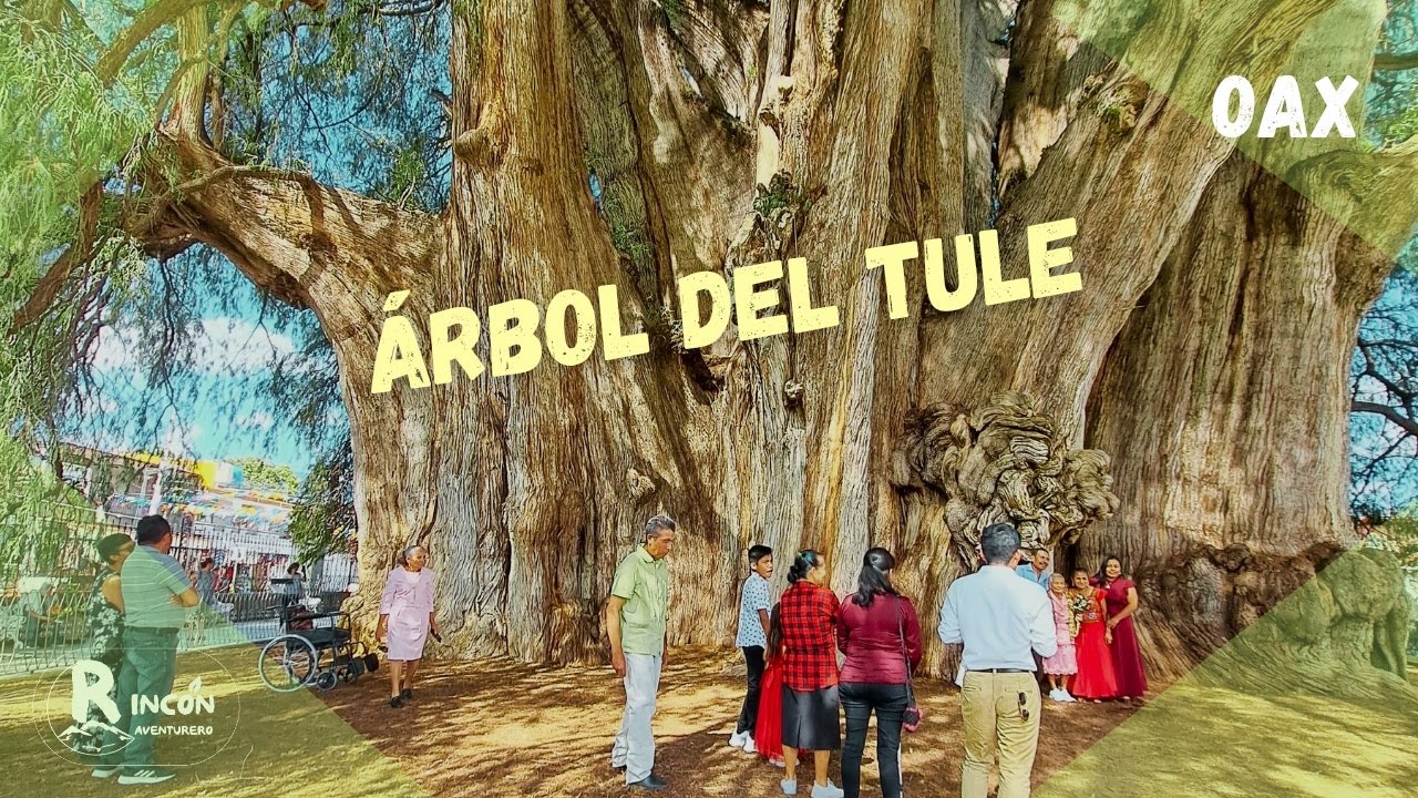 El Tule, el árbol más grueso del mundo, en Oaxaca #rinconaventurero #tule