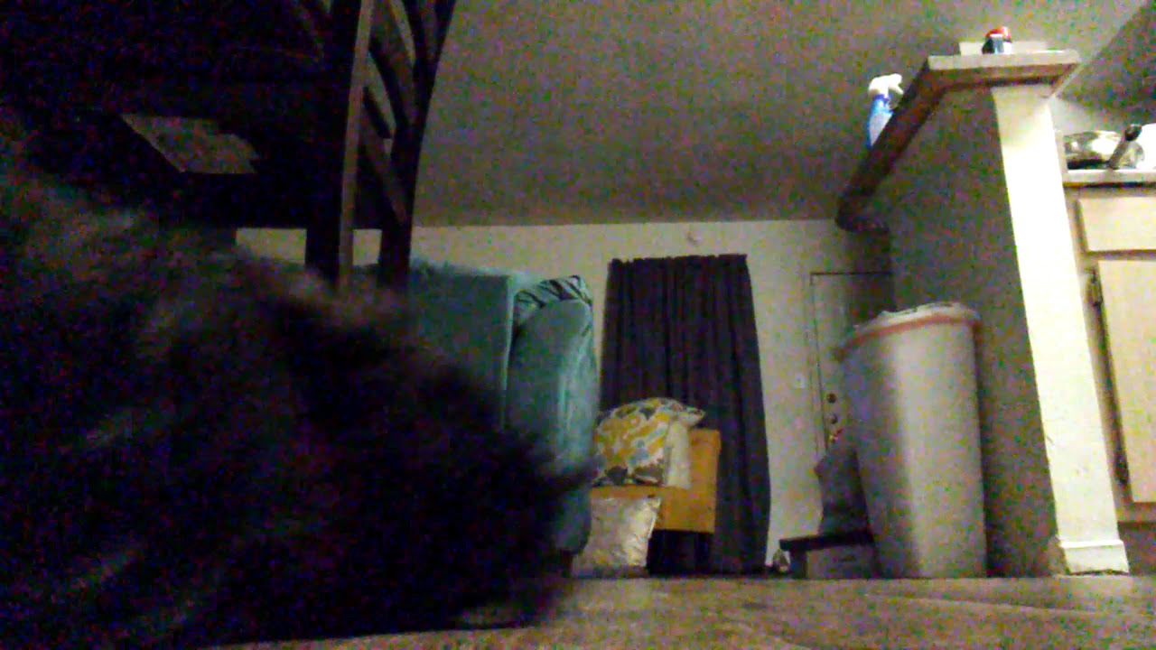 Zoom Challenge *with dog so funny*