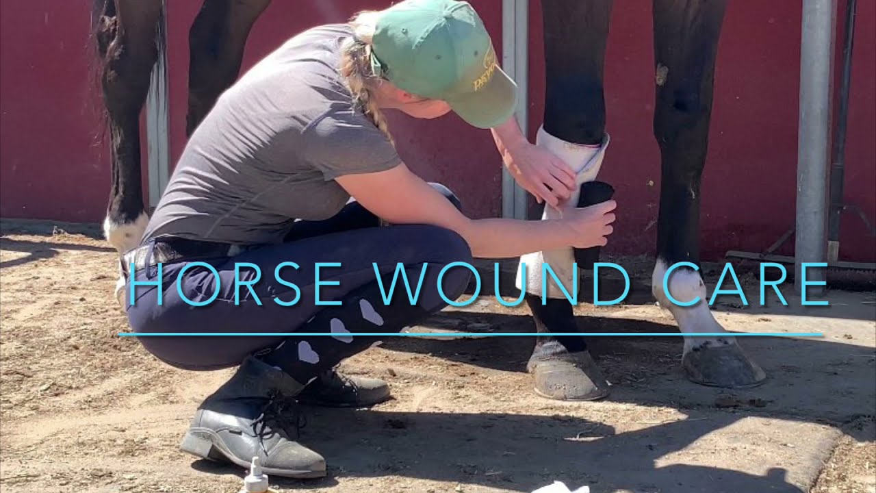 Horse Wound Care